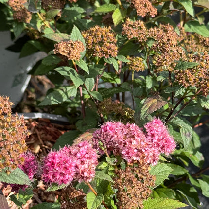 Spiraea japonica ‘Double Play Artist’ - Spierstruik
