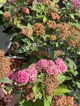 Afbeelding in Gallery-weergave laden, Spiraea japonica ‘Double Play Artist’ - Spierstruik
