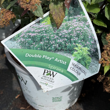 Spiraea japonica ‘Double Play Artist’ - Spierstruik