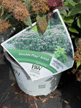 Afbeelding in Gallery-weergave laden, Spiraea japonica ‘Double Play Artist’ - Spierstruik
