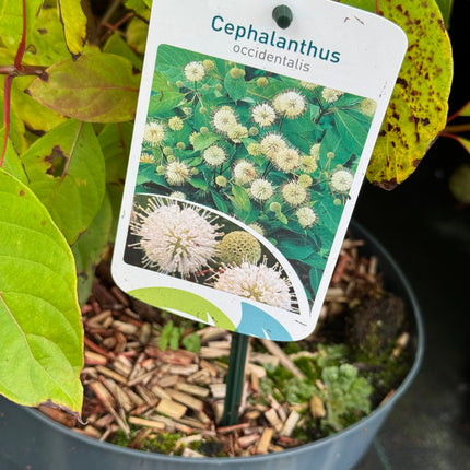 Cephalanthus occidentalis - Kogelbloem