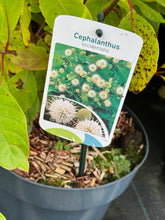 Afbeelding in Gallery-weergave laden, Cephalanthus occidentalis - Kogelbloem
