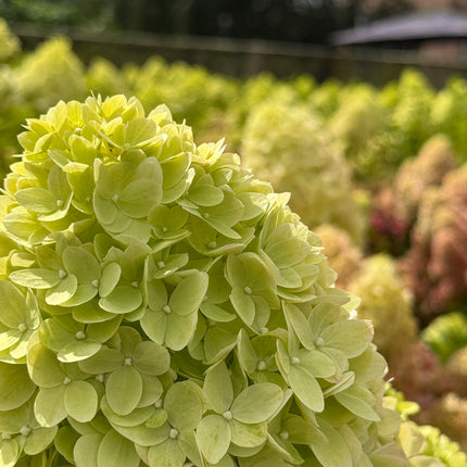 Hydrangea paniculata 'Little Lime' - Compacte Pluimhortensia