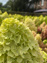 Afbeelding in Gallery-weergave laden, Hydrangea paniculata &#39;Little Lime&#39; - Compacte Pluimhortensia
