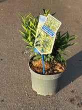 Afbeelding in Gallery-weergave laden, Sarcococca ruscifolia &#39;Dragon Gate&#39; - Vleesbes

