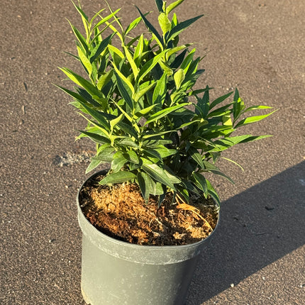 Sarcococca ruscifolia 'Dragon Gate' - Vleesbes