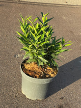 Afbeelding in Gallery-weergave laden, Sarcococca ruscifolia &#39;Dragon Gate&#39; - Vleesbes
