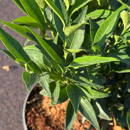 Sarcococca ruscifolia 'Dragon Gate' - Vleesbes