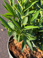 Afbeelding in Gallery-weergave laden, Sarcococca ruscifolia &#39;Dragon Gate&#39; - Vleesbes
