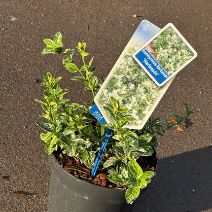 Euonymus fortunei 'Harlequin' - Kardinaalsmuts