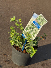 Afbeelding in Gallery-weergave laden, Euonymus fortunei &#39;Harlequin&#39; - Kardinaalsmuts
