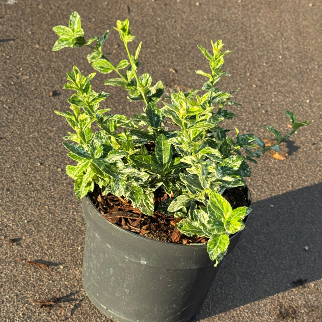 Euonymus fortunei 'Harlequin' - Kardinaalsmuts