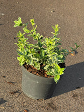 Afbeelding in Gallery-weergave laden, Euonymus fortunei &#39;Harlequin&#39; - Kardinaalsmuts
