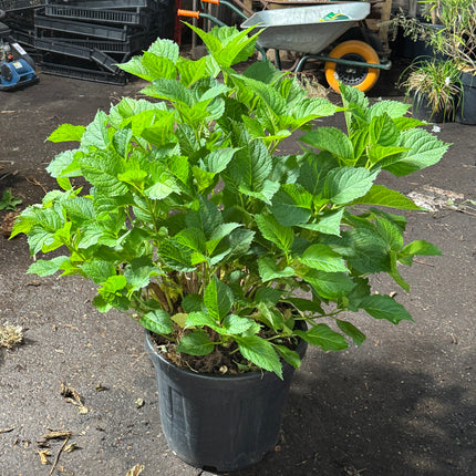 * UNIEK* Hydrangea Macrophylla - Boerenhortensia roze +/- 20 jaar oud - XXL in 45L pot (3 beschikbaar)