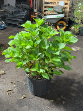 Afbeelding in Gallery-weergave laden, * UNIEK* Hydrangea Macrophylla - Boerenhortensia roze +/- 20 jaar oud - XXL in 45L pot (3 beschikbaar)
