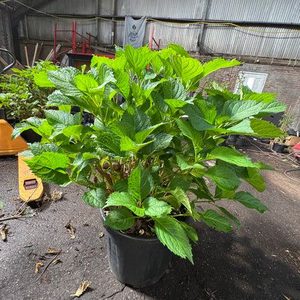* UNIEK* Hydrangea Macrophylla - Boerenhortensia roze +/- 20 jaar oud - XXL in 45L pot (3 beschikbaar)