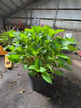 Afbeelding in Gallery-weergave laden, * UNIEK* Hydrangea Macrophylla - Boerenhortensia roze +/- 20 jaar oud - XXL in 45L pot (3 beschikbaar)

