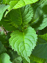 Afbeelding in Gallery-weergave laden, * UNIEK* Hydrangea Macrophylla - Boerenhortensia roze +/- 20 jaar oud - XXL in 45L pot (3 beschikbaar)
