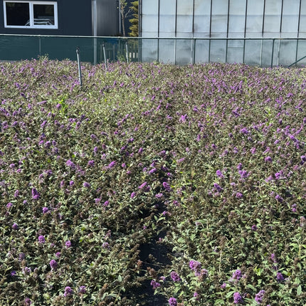 Buddleja 'Purple Chip' - Dwergvlinderstruik paars
