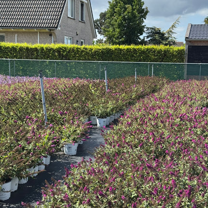 Buddleja 'Red Chip' - Dwergvlinderstruik rood