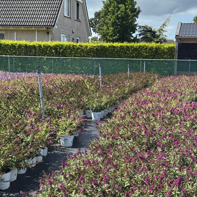 Buddleja 'Red Chip' - Dwergvlinderstruik rood