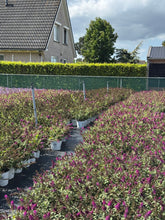 Afbeelding in Gallery-weergave laden, Buddleja &#39;Red Chip&#39; - Dwergvlinderstruik rood
