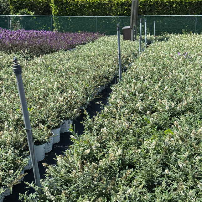 Buddleja 'White Chip' - Dwergvlinderstruik wit