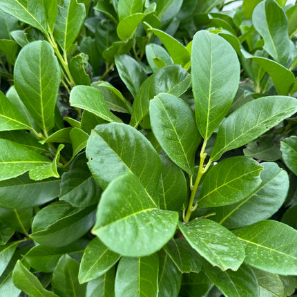 Prunus laurocerasus 'Novita' - Laurierhaag blote wortel