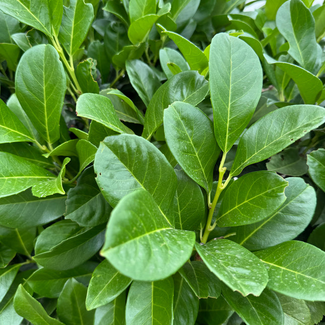 Prunus Novita - laurierkers groen blad van dichtbij
