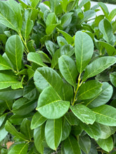 Afbeelding in Gallery-weergave laden, Prunus laurocerasus &#39;Novita&#39; - Laurierhaag
