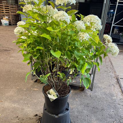 Hydrangea arborescens 'Strong Annabelle' - Bolhortensia