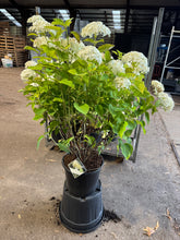 Afbeelding in Gallery-weergave laden, Hydrangea arborescens &#39;Strong Annabelle&#39; - Bolhortensia
