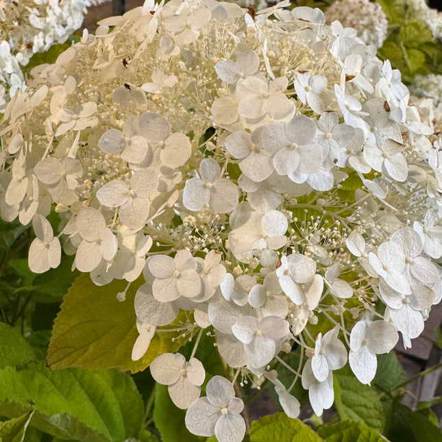 Hydrangea arborescens 'Strong Annabelle' - Bolhortensia