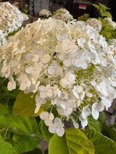 Afbeelding in Gallery-weergave laden, Hydrangea arborescens &#39;Strong Annabelle&#39; - Bolhortensia
