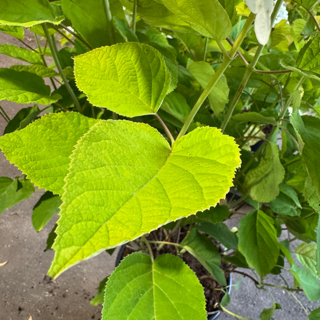 Hydrangea arborescens 'Strong Annabelle' - Bolhortensia