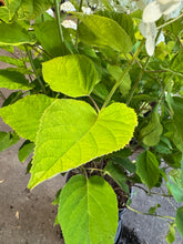 Afbeelding in Gallery-weergave laden, Hydrangea arborescens &#39;Strong Annabelle&#39; - Bolhortensia
