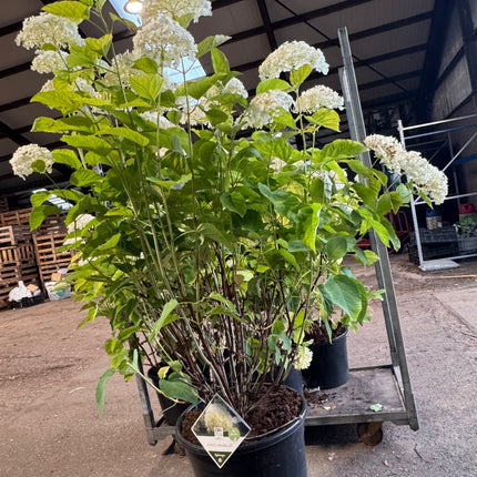 Hydrangea arborescens 'Strong Annabelle' - Bolhortensia
