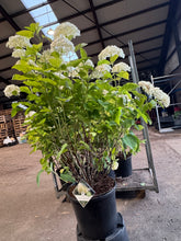 Afbeelding in Gallery-weergave laden, Hydrangea arborescens &#39;Strong Annabelle&#39; - Bolhortensia
