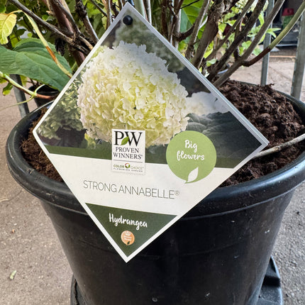 Hydrangea arborescens 'Strong Annabelle' - Bolhortensia