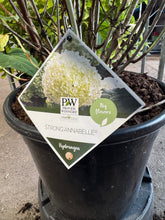 Afbeelding in Gallery-weergave laden, Hydrangea arborescens &#39;Strong Annabelle&#39; - Bolhortensia
