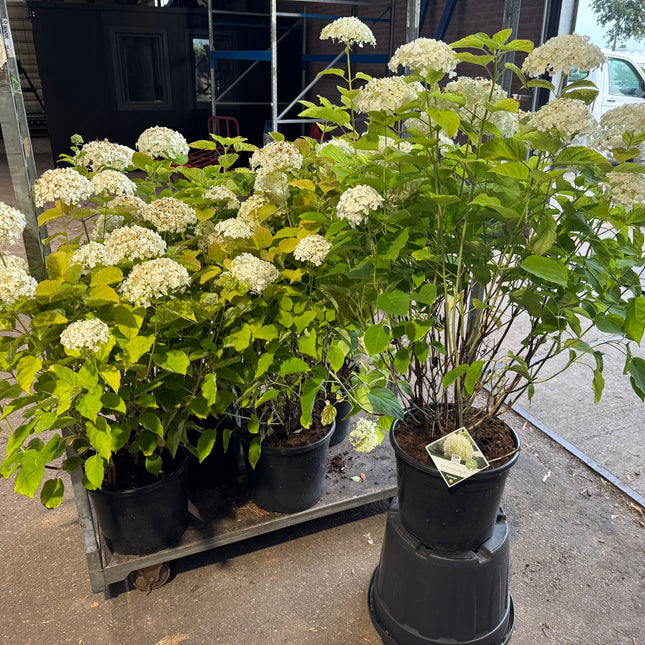 Witte bolhortensia Hydrangea arborescens ‘Strong Annabelle’ op kar
