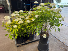 Afbeelding in Gallery-weergave laden, Hydrangea arborescens &#39;Strong Annabelle&#39; - Bolhortensia
