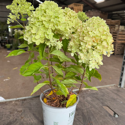 Hydrangea paniculata 'Little Lime' - Compacte Pluimhortensia