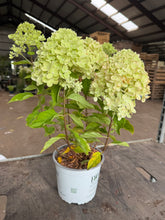 Afbeelding in Gallery-weergave laden, Hydrangea paniculata &#39;Little Lime&#39; - Compacte Pluimhortensia
