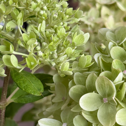 Hydrangea paniculata 'Little Lime' - Compacte Pluimhortensia