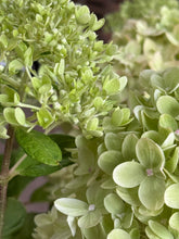 Afbeelding in Gallery-weergave laden, Hydrangea paniculata &#39;Little Lime&#39; - Compacte Pluimhortensia
