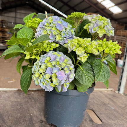 Hydrangea macrophylla - Boerenhortensia blauw