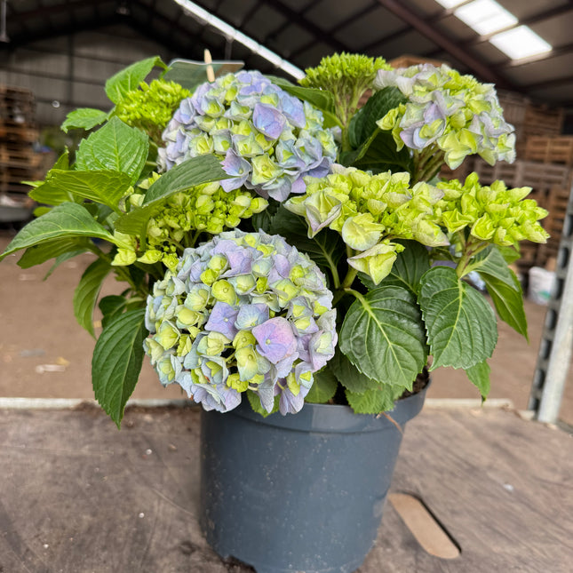 Hydrangea macrophylla - Boerenhortensia blauw