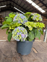 Afbeelding in Gallery-weergave laden, Hydrangea macrophylla - Boerenhortensia blauw
