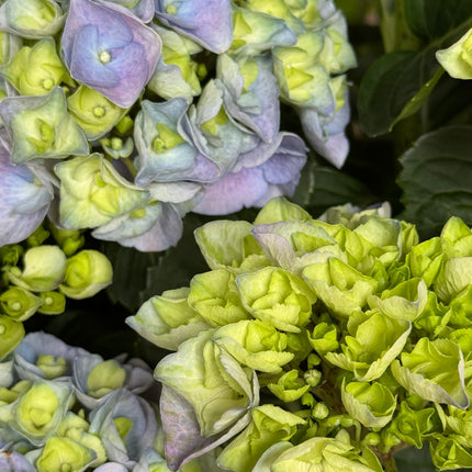 Hydrangea macrophylla - Boerenhortensia blauw